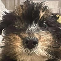 Ubbo,kleiner Wuschel sucht Körbchen, Hund zur Adoption