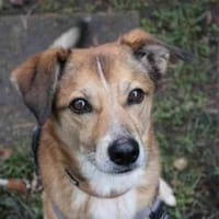 Igor,verschmust und sportlich, Hund zur Adoption