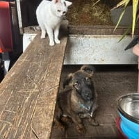 Also sucht seine Familie, Hund zur Adoption