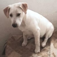 Ambra 💜💜💜  sucht weiches Bettchen, Hündin zur Adoption