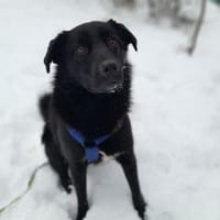 Sofia, ruhige Mischlingshündin, Hündin zur Adoption