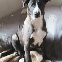 Ariel  möchte Familienhund werden, Hündin zur Adoption