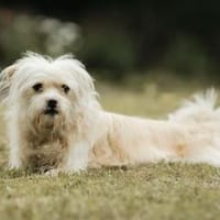 Anni - fröhlich&liebevoll, Hündin zur Adoption