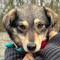 COCONUT-süße, schüchterne Hündin, 36 cm, Hündin zur Adoption