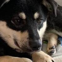 Flora, verspielte Mischlingshündin, Hündin zur Adoption