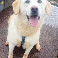 ❤Bonita braucht Hilfe ab 21.02. BEI UNS, Hündin zur Adoption