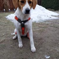 Betty, aktive Mischlingshündin, Hündin zur Adoption