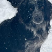 Ruhiger braver Valik wartet auf Sie!, Hund zur Adoption