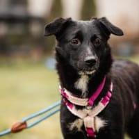 Luna, auf Pflege in Neuried, Hündin zur Adoption