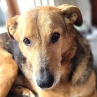 Hallo ich bin Cecile! Adopt. Don´t shop!, Hündin zur Adoption