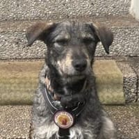 Strolch sucht ein aktives Zuhause, Hund zur Adoption