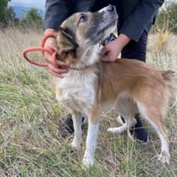 Strahlende Bonny, Hündin zur Adoption