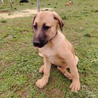 Lyki ist ein lieber, süßer Kerl, Hund zur Adoption