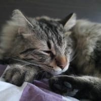 CEVIZ auf dem Weg ins Glück 🍀, Kater zur Adoption