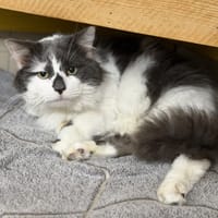 Filou CAB5197, chat à adopter