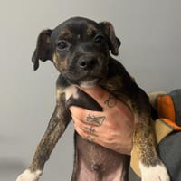 DONALD, chien à adopter