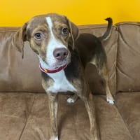 COOPER, chien à adopter