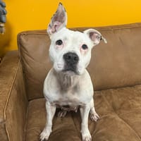 MAIKA, chienne à adopter