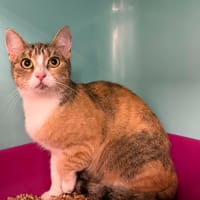 PERLE, chatte à adopter