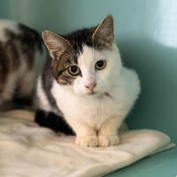 Albus CAB5200, chat à adopter