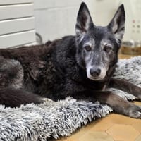 Princesse, chienne à adopter