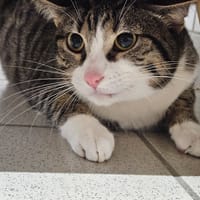 JACKSON, chat à adopter
