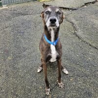 TESS, chienne à adopter