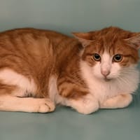 Yogi CAB5206, chat à adopter