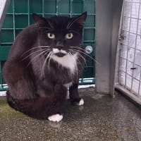 AMOUR, chat à adopter