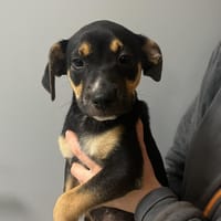 PICSOU, chien à adopter