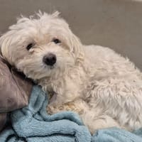 EDEN, chienne à adopter