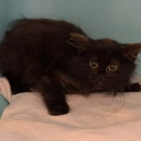 pixie CAB5208, chatte à adopter