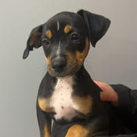 DAISY, chien à adopter