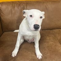 SAM, chien à adopter