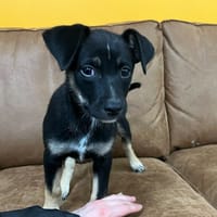 PLUTO, chien à adopter