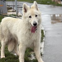 TARO, chien à adopter