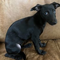 ARIETTE, chienne à adopter