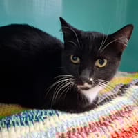 BEAUTE, chat à adopter