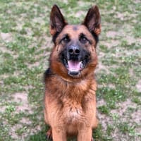 Rex, chien à adopter