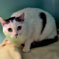 Prune, chatte à adopter