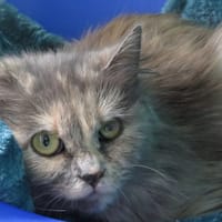 LUMI, chatte à adopter