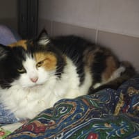 FINETTE, chatte à adopter