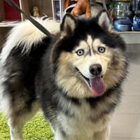 MILO, chien à adopter