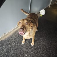 MUFFIN, chienne à adopter