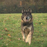Cody PAA24093, chien à adopter