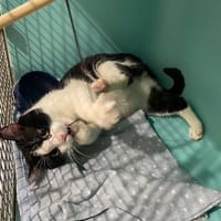 Tifou, chat à adopter