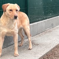 Only, chienne à adopter