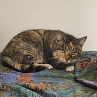 PEPA, chatte à adopter