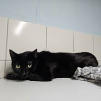 FLORIDE, chat à adopter