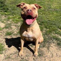 MALA, chienne à adopter